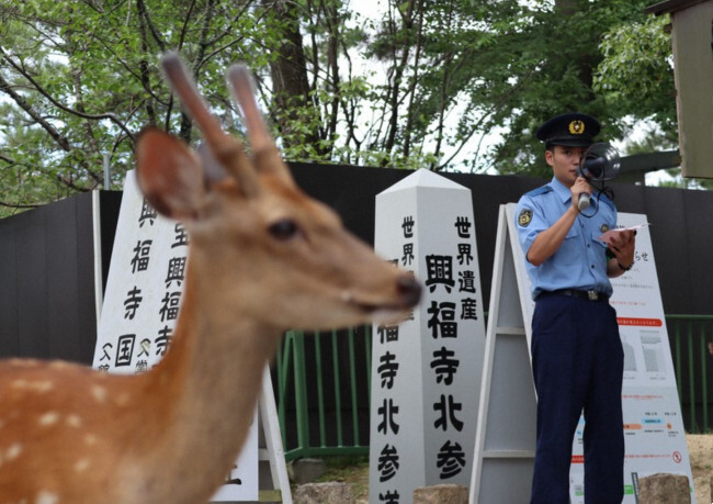 Un ofiţer al secţiei de poliţie din Nara oferă instrucţiuni cu privire la modul de interacţiune cu căprioarele, 25 iulie 2024 (Screenshot via Mainichi/Fumika Kiya)