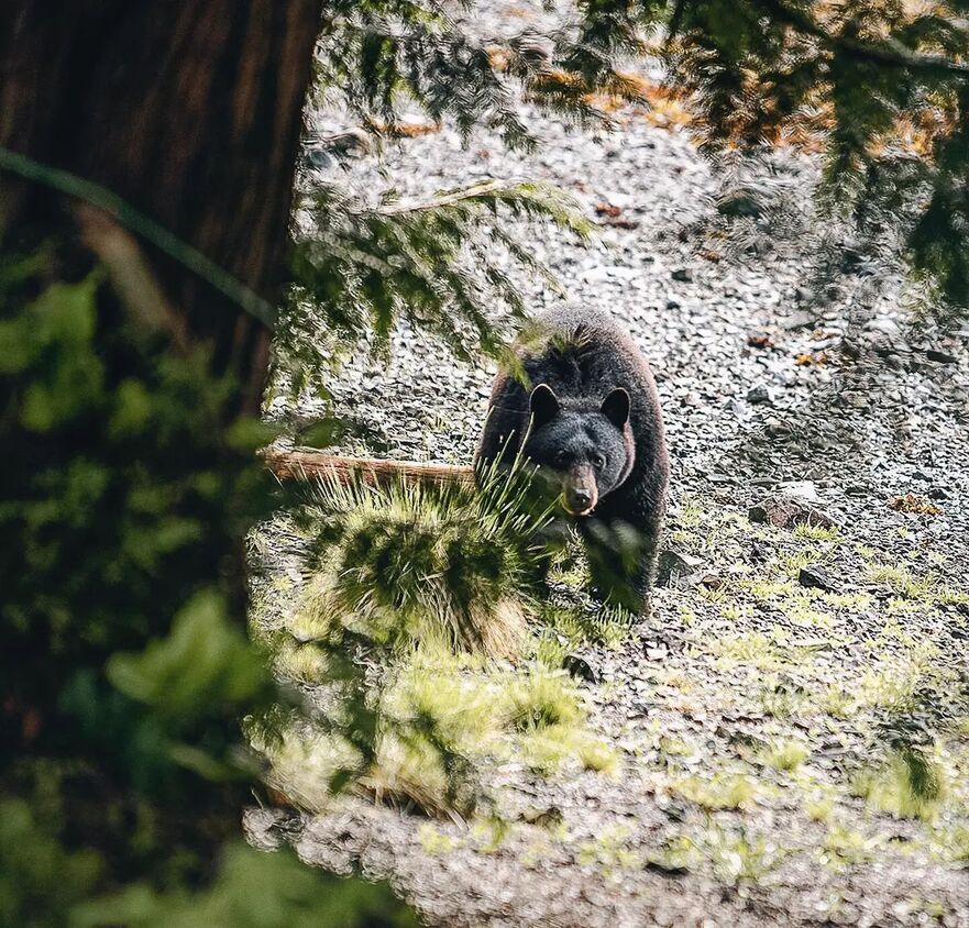 Foto: (Prin amabilitatea Amandei Off-Grid)