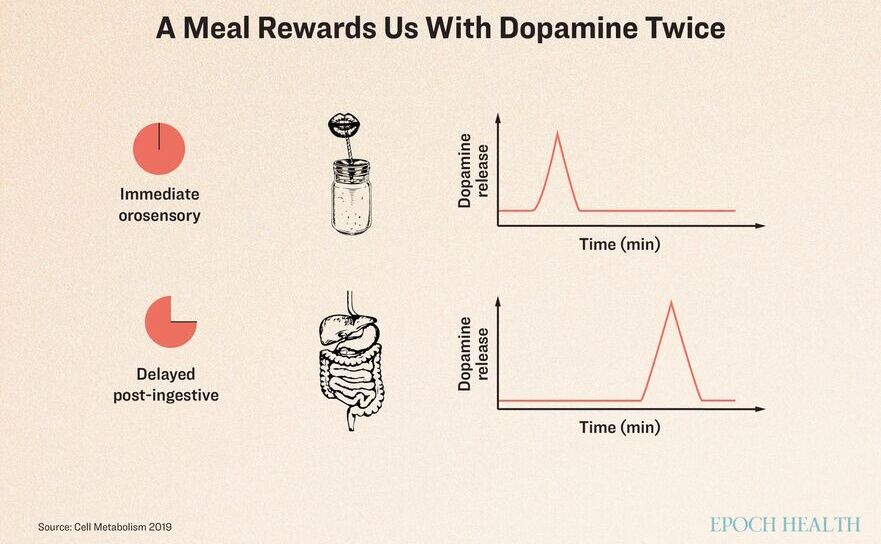Treisprezece adulţi au fost hrăniţi cu un milkshake sau cu o soluţie fără gust. În toate cazurile şi mai ales după ce au băut milkshake-uri aromate, creierul lor a eliberat dopamină de două ori - o dată imediat după ce au băut şi din nou la aproximativ 5-10 minute după terminarea băuturii. (The Epoch Times, Shutterstock)
