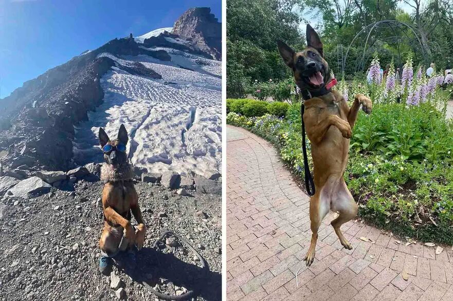 Dooma, un malinois belgian de 3 ani şi jumătate, a fost antrenat să facă genuflexiuni pentru a-şi întări picioarele din spate. (Prin amabilitatea @doomasquats)