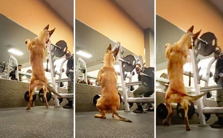 犬は飼い主と完璧にシンクロしてスクワットを行う