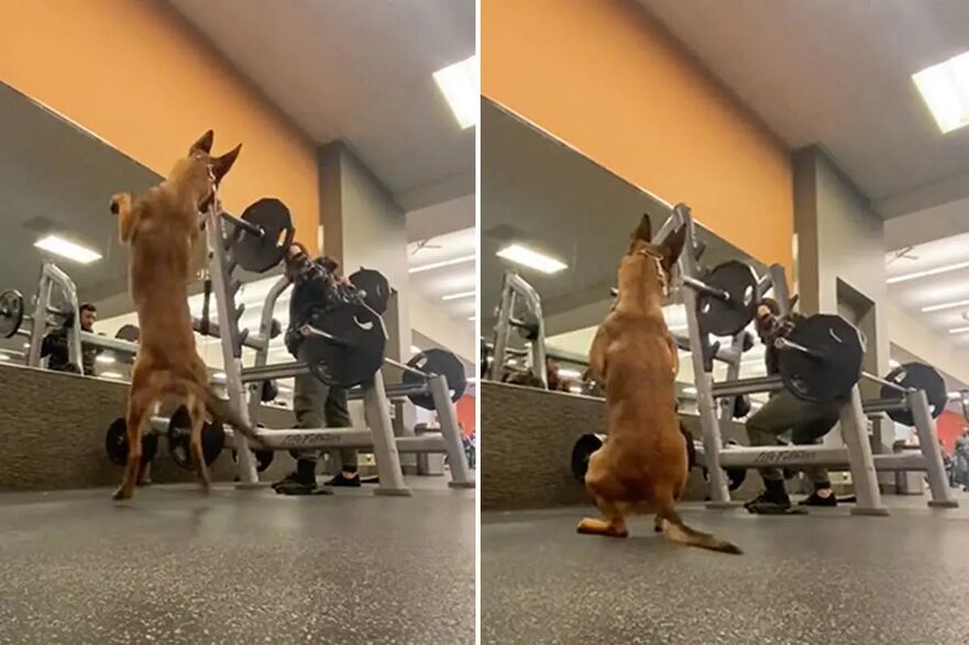 [VIDEO] VIRAL: Dog does squats in perfect sync with his owner