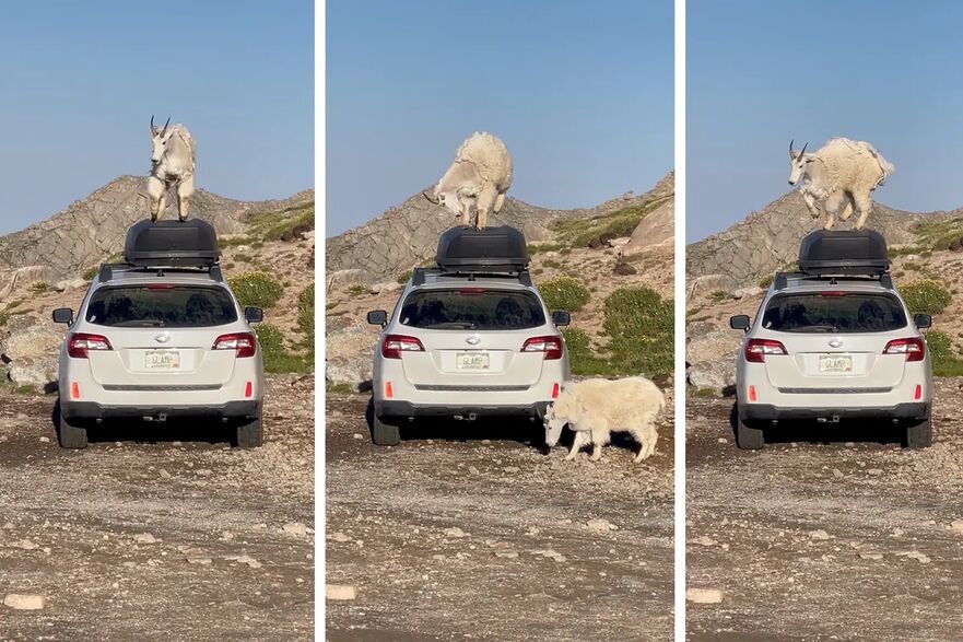 Capre de munte explorând acoperişul unui Subaru în vârful muntelui Evans. (Prin amabilitatea lui Michael Ryno)