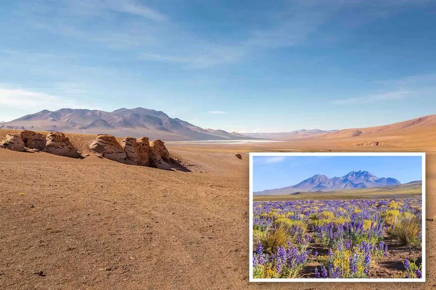 Deşertul Atacama este considerat cel mai arid deşert de pe Pământ (PositiveTravelArt/Shutterstock); Desierto florido înfloreşte în deşert la fiecare câţiva ani. (sunsinger/Shutterstock)