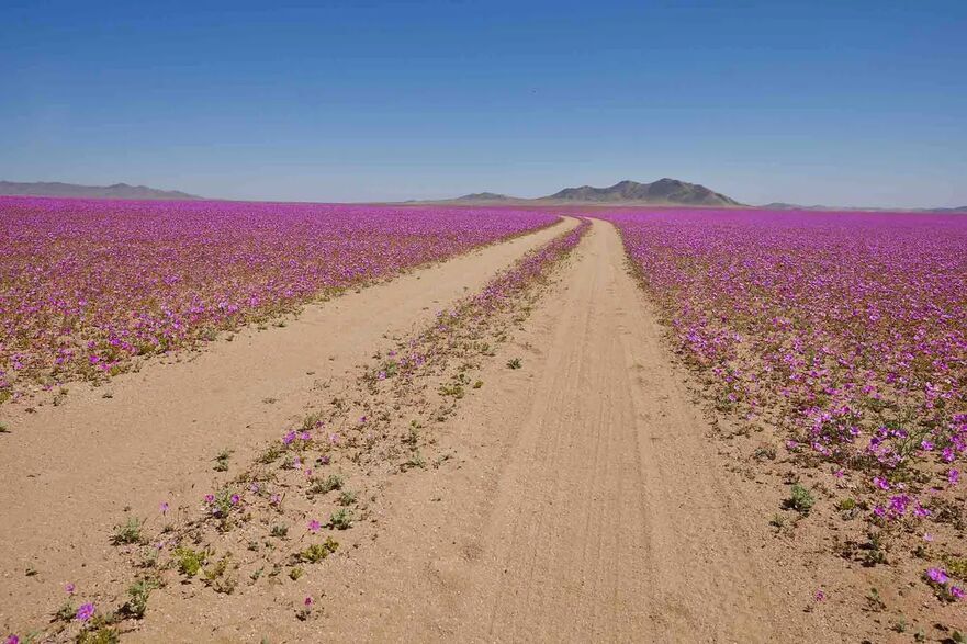 Un drum singuratic în deşertul Atacama. (Cesar Gonzalez Palomo/Shutterstock)