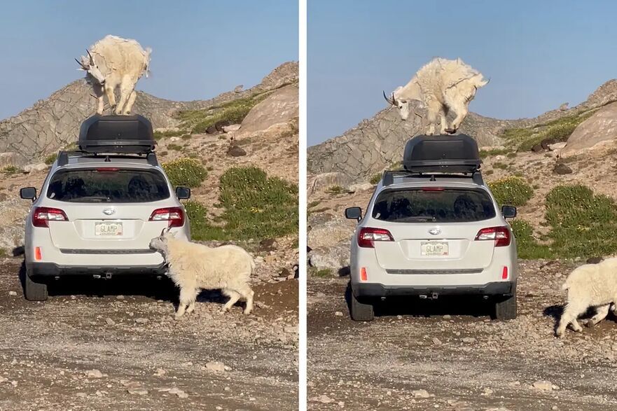 Un videoclip cu capre de munte care se caţără pe un Subaru a devenit viral pe Instagram, adunând majoritatea comentariilor pozitive. (Prin amabilitatea lui Michael Ryno)