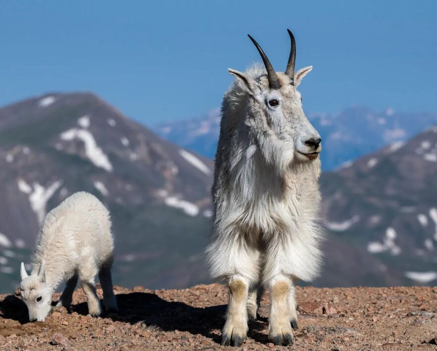 O capră de munte fotografiată de Michael Ryno la Mount Evans. (Prin amabilitatea lui Michael Ryno)