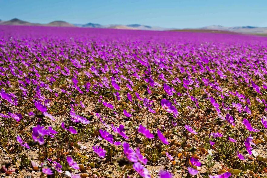 Nuanţele de magenta acoperă nisipul din cel mai arid deşert din lume. (abriendomundo/Shutterstock)