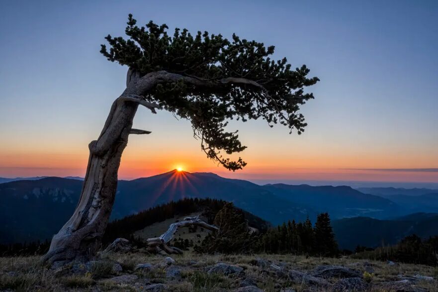 Pinii de mii de ani de pe Mount Evans la răsăritul soarelui. (Prin amabilitatea lui Michael Ryno)