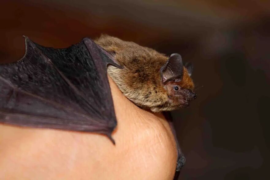 Un liliac pipistrellus comun (Corina Daniela Obertas/Shutterstock)