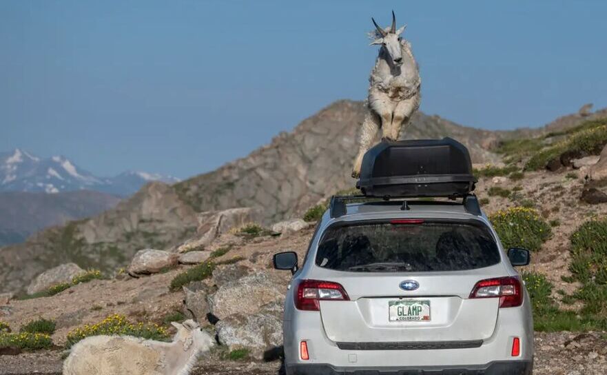 O capră de munte urcă pe un Subaru în apropierea vârfului Mount Evans, Colorado. (Prin amabilitatea lui Michael Ryno)