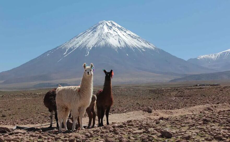 Alpaca în deşertul Atacama din Chile. (Carolpauferro/Shutterstock)