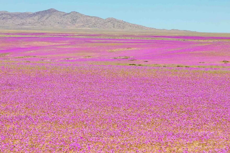 Florile roz se întind până la orizont. (abriendomundo/Shutterstock)