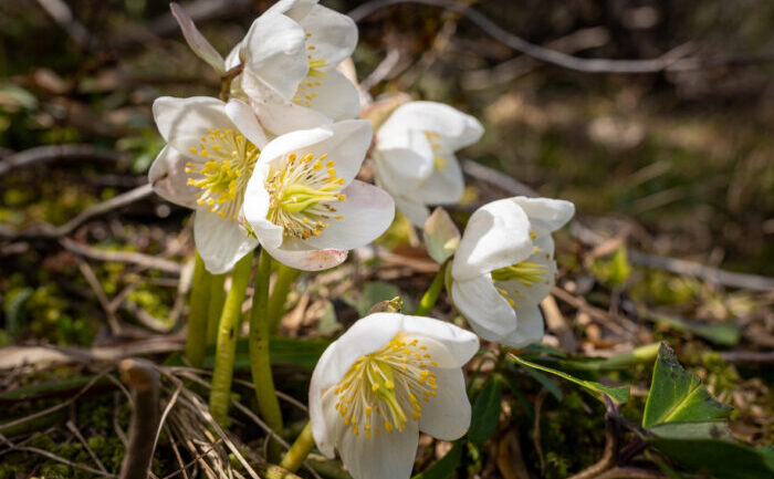 Planta hellebore (iStock)