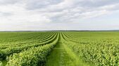  (magazin.agricover.ro)