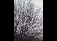 Stegarul dac într-un copac (Captură video)