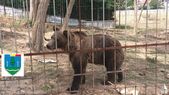 Urs captiv la o gradina zoologica ilegala din Dambovita (Facebook)