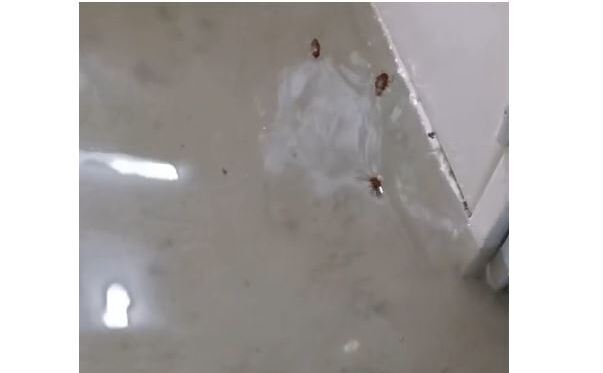 Gandaci plutind pe apa in vestiarul inundat