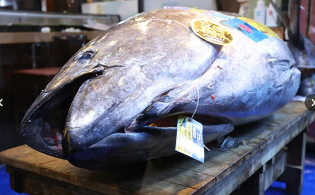 Preţul adjudecat la prima licitaţie anuală de ton roşu a atins suma de 510,3 milioane de yeni (aproximativ 3,2 milioane de dolari). (Foto: screenshot via Youtube)