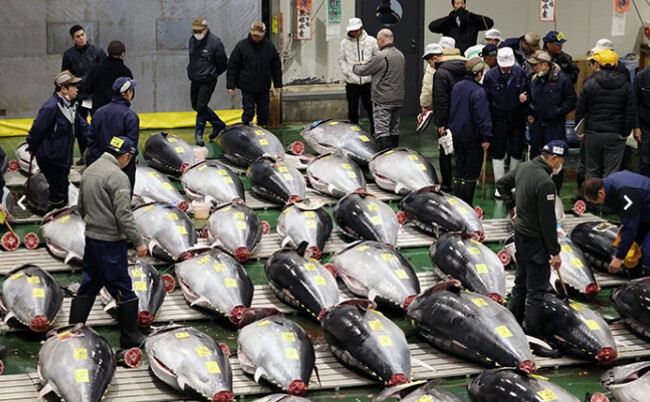 Angrosiştii intermediari examinează calitatea tonului roşu înainte de deschiderea primei licitaţii a anului, organizată la piaţa angro de peşte Toyosu, din cartierul Kōtō al capitalei japoneze, pe 5 ianuarie 2026. (Foto: screenshot via Youtube)