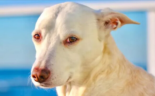 Sugar (Screenshot via web)