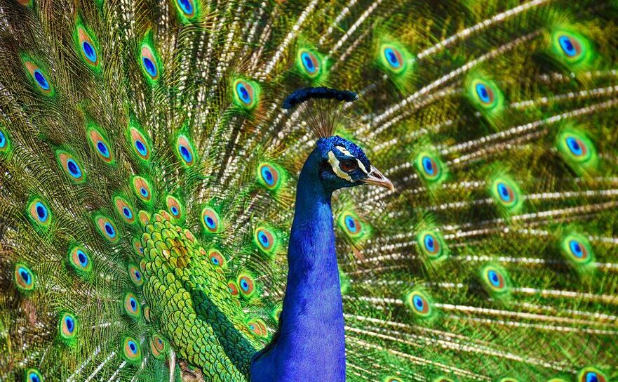 Păun, culori (Pixabay.com/Alexa)